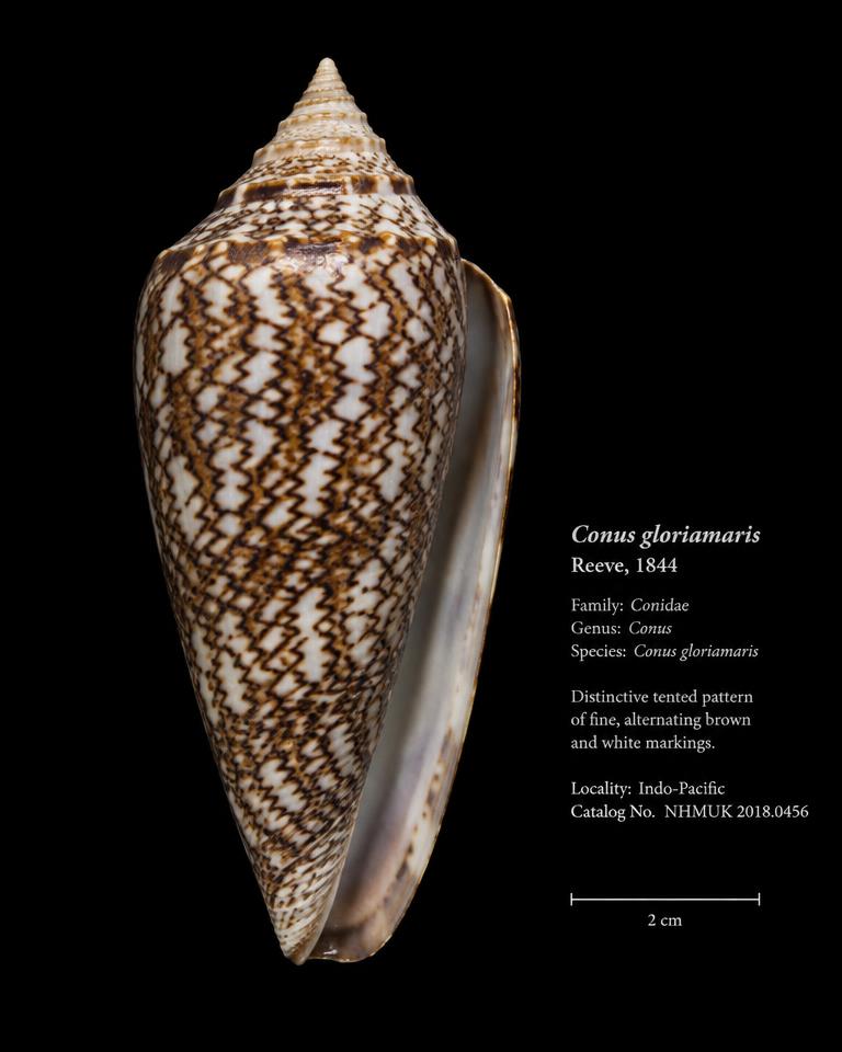 Conidae