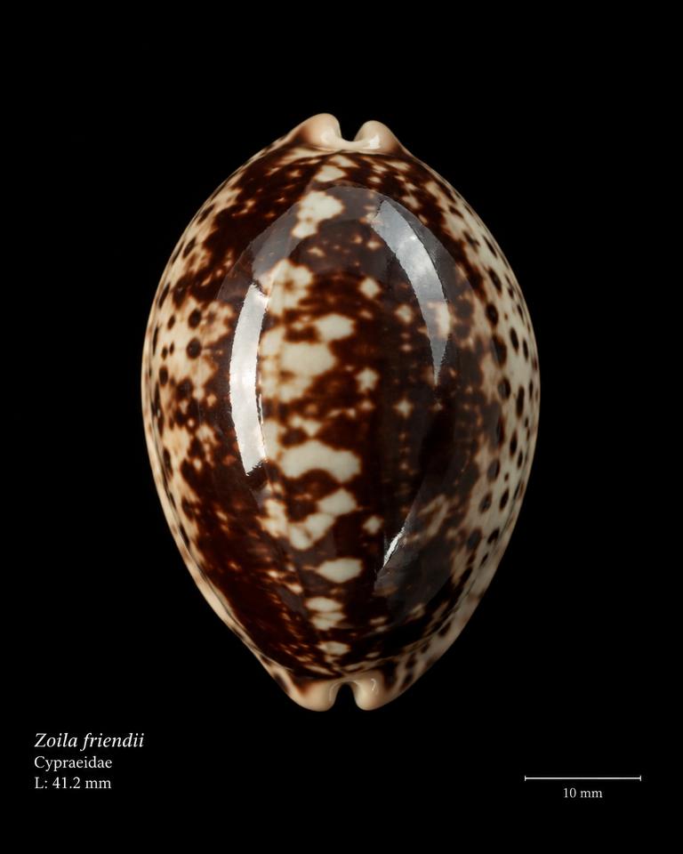Zoila friendii