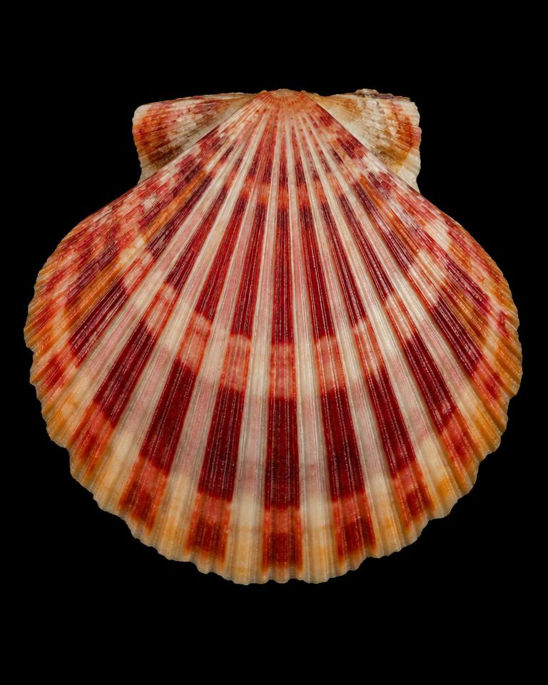 Mimachlamys nobilis