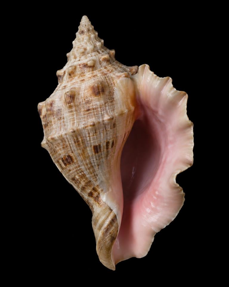 Strombidae