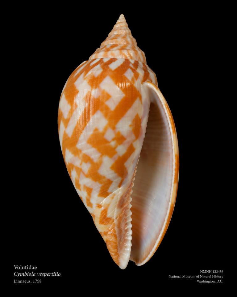 Cymbiola vespertilio