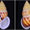 Amphidromus atricallosus vovanae - BEAUTIFUL , Thach, 2019