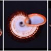 Cyclophorus anhi