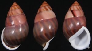 2bd550e4-c44b-415d-a386-8b7670b5a443 Amphidromus comes L. Pfeiffer, 1861