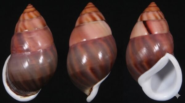 Amphidromus comes L. Pfeiffer, 1861