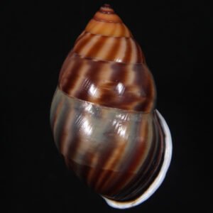 Amphidromus comes L. Pfeiffer, 1861