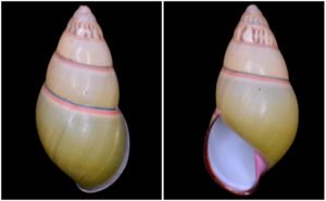 SB1 Amphidromus daoae Thach, 2016