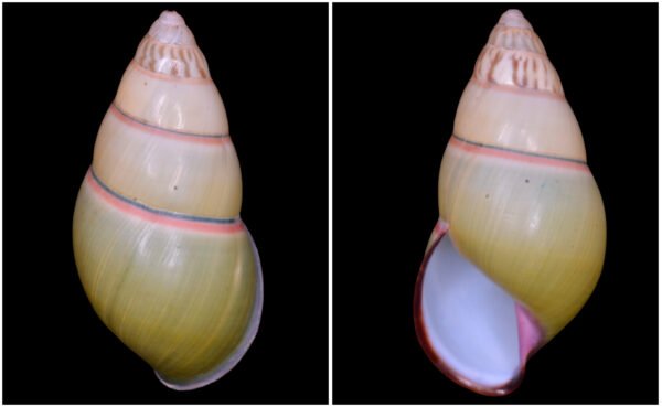 Amphidromus daoae Thach, 2016