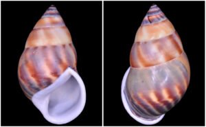 SB11 Amphidromus comes L. Pfeiffer, 1861