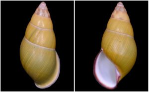 Amphidromus christabaerae Thach, 2017