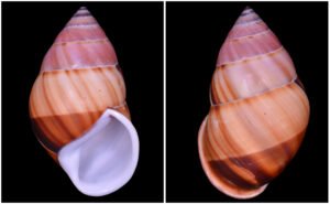 SB3 Amphidromus inversus annamiticus Crosse & Fischer, 1863
