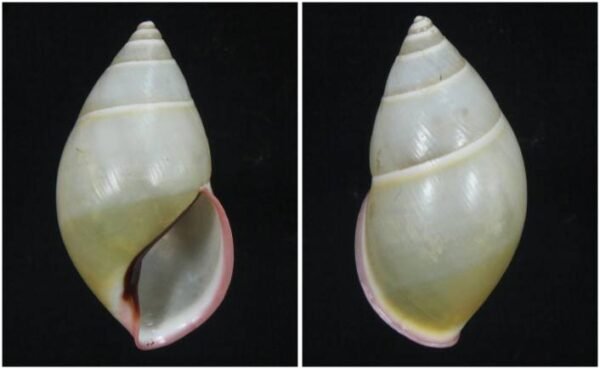 Amphidromus phamanhi Thach, 2016
