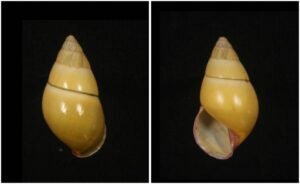 Amphidromus daoae Thach, 2016