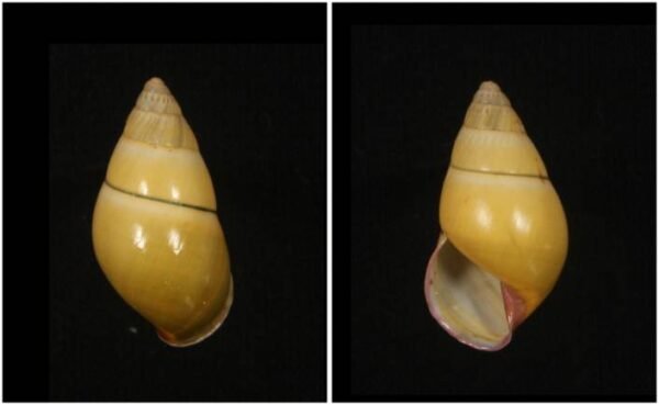 Amphidromus daoae Thach, 2016