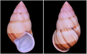 Amphidromus inversus annamiticus Crosse & Fischer, 1863