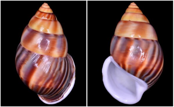 Amphidromus comes L. Pfeiffer, 1861