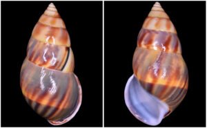 Amphidromus comes L. Pfeiffer, 1861