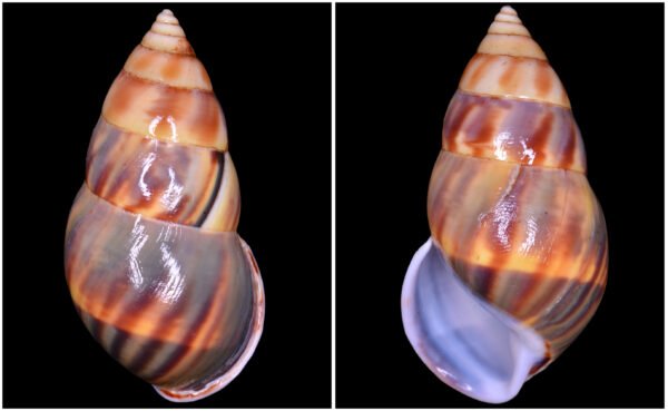 Amphidromus comes L. Pfeiffer, 1861