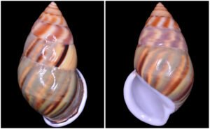 Amphidromus comes L. Pfeiffer, 1861
