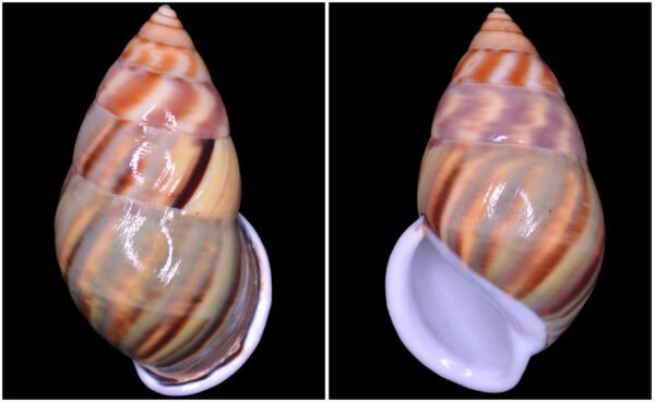 Amphidromus comes L. Pfeiffer, 1861