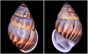 Amphidromus comes L. Pfeiffer, 1861