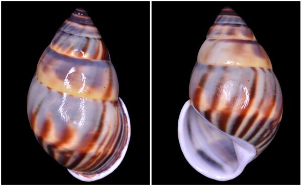 Amphidromus comes L. Pfeiffer, 1861