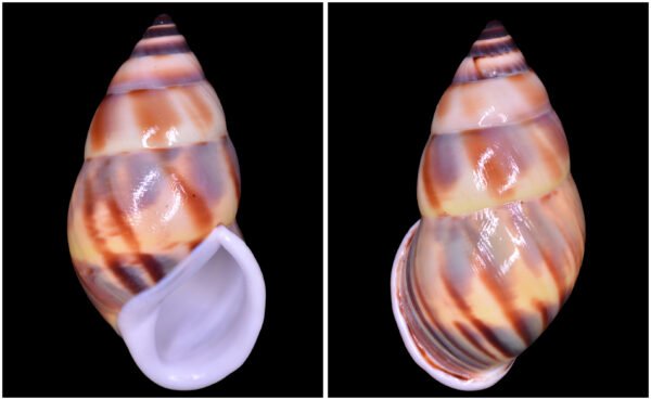 Amphidromus comes L. Pfeiffer, 1861
