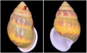 SB17 Amphidromus huanganhi Thach, 2020