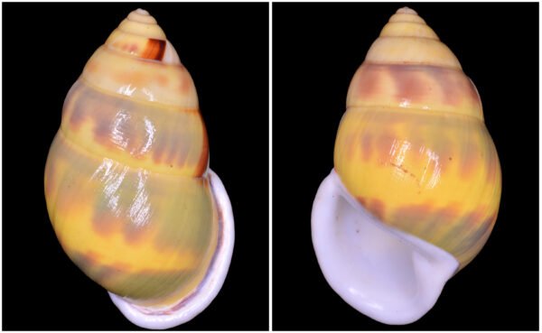 Amphidromus huanganhi Thach, 2020
