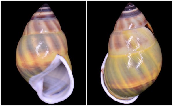Amphidromus huanganhi Thach, 2020