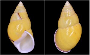 SB19 Amphidromus leucoxanthus E. von Martens, 1864