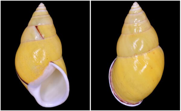 Amphidromus leucoxanthus E. von Martens, 1864