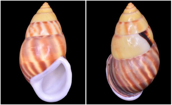Amphidromus comes L. Pfeiffer, 1861