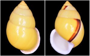 SB21 Amphidromus dohrni Pfeiffer, 1863
