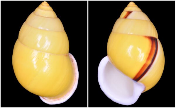 Amphidromus dohrni Pfeiffer, 1863