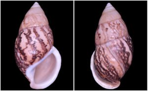 Amphidromus asper Haas, 1934