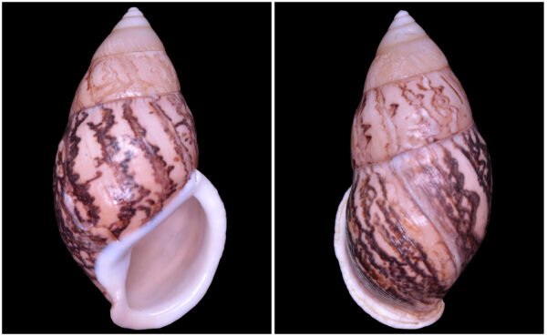 Amphidromus asper Haas, 1934