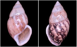 Amphidromus asper Haas, 1934