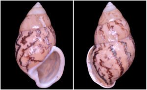 Amphidromus asper Haas, 1934