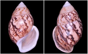 Amphidromus asper Haas, 1934