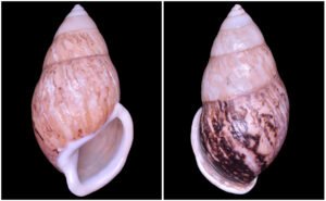 Amphidromus asper Haas, 1934