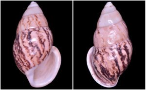 Amphidromus asper Haas, 1934