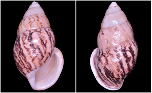 Amphidromus asper Haas, 1934