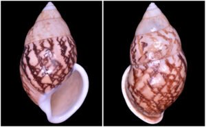 Amphidromus asper Haas, 1934