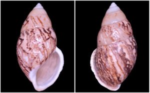 Amphidromus asper Haas, 1934