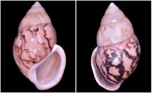 Amphidromus asper Haas, 1934