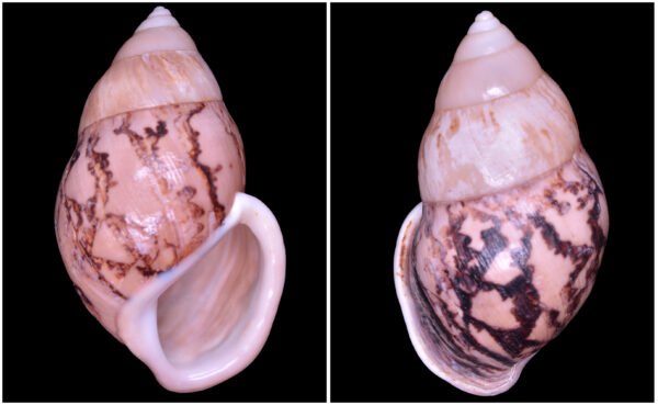 Amphidromus asper Haas, 1934