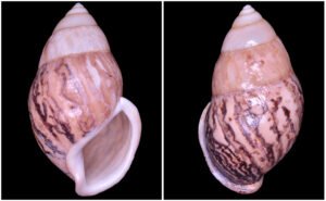 Amphidromus asper Haas, 1934