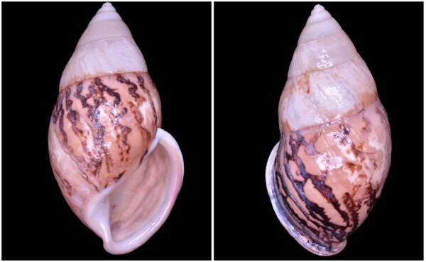 Amphidromus asper Haas, 1934