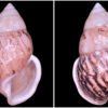 Amphidromus asper Haas, 1934